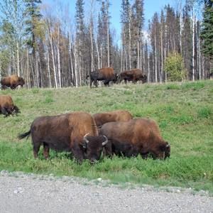 Meet your Posher, Il kwon